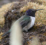 Colibri du Chimborazo