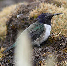 Colibri du Chimborazo