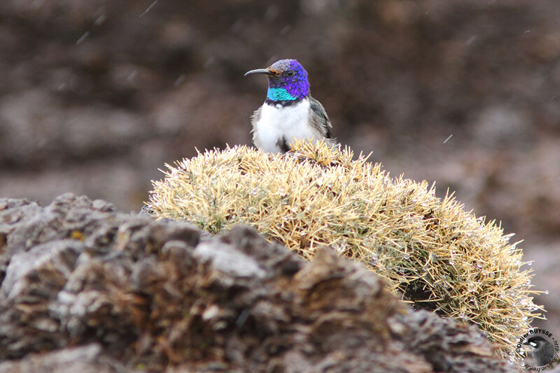 Colibri du Chimborazo mâle adulte, identification