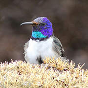 Colibri du Chimborazo