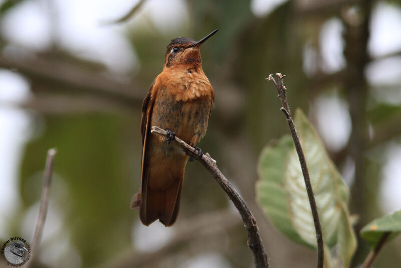 Colibri étincelant, identification