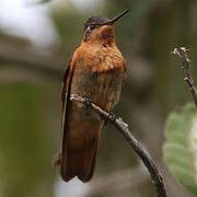 Colibri étincelant