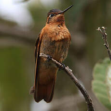 Colibri étincelant