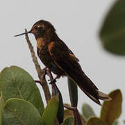 Colibri étincelant