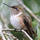 Colibri flammule