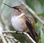 Volcano Hummingbird