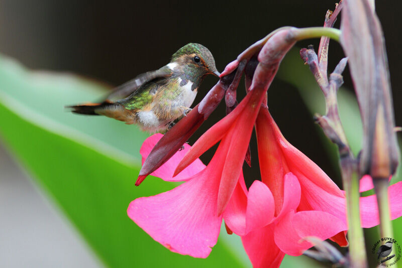 Colibri flammule mâle adulte, identification, régime