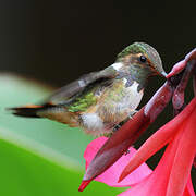 Volcano Hummingbird