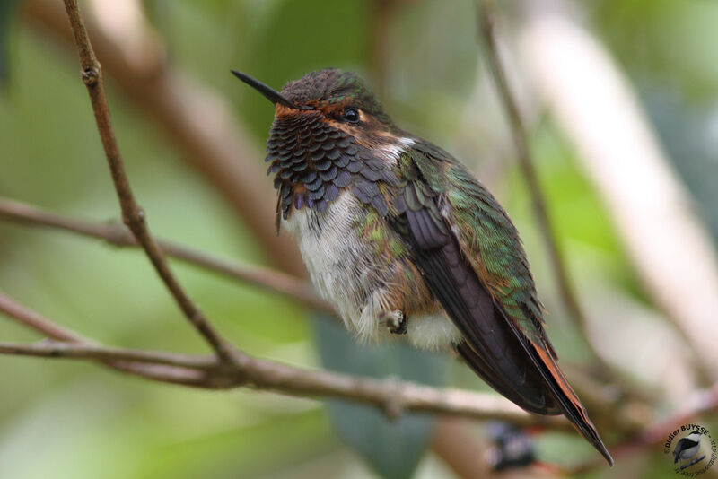 Colibri flammule mâle adulte, identification