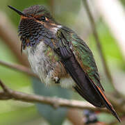 Volcano Hummingbird