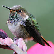 Volcano Hummingbird