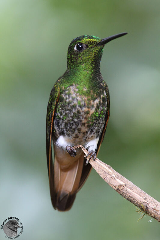 Buff-tailed Coronetadult, identification