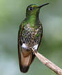 Colibri flavescent