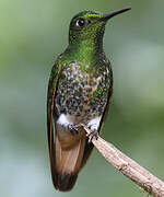 Buff-tailed Coronet