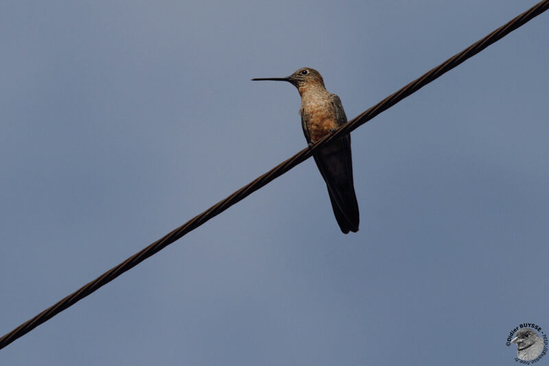 Colibri géantadulte, identification