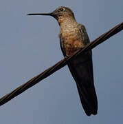 Giant Hummingbird