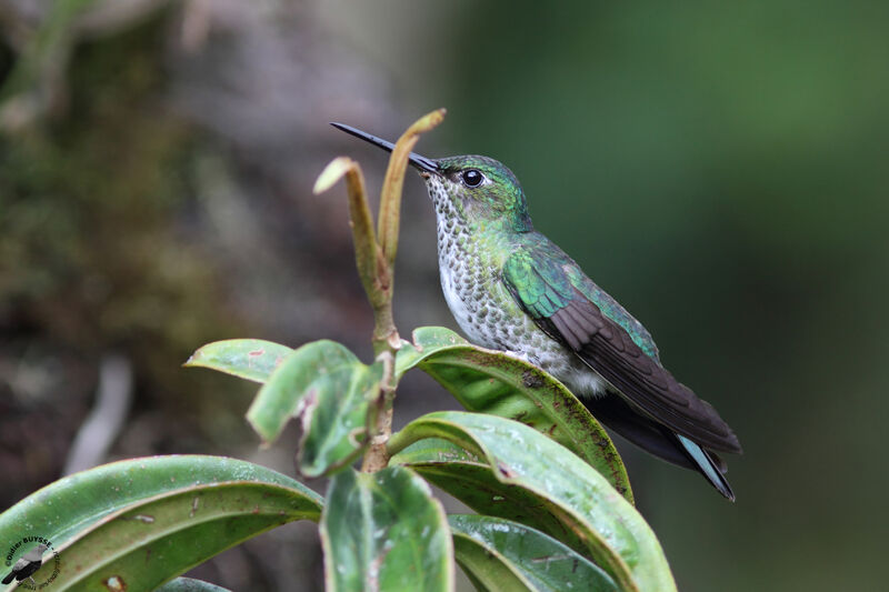 Colibri griveléadulte, identification