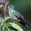 Colibri grivelé