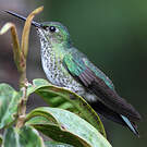 Colibri grivelé