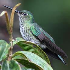 Colibri grivelé