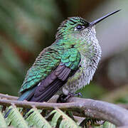 Colibri grivelé