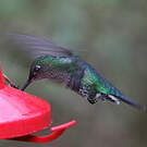 Colibri grivelé
