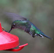 Many-spotted Hummingbird