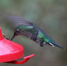 Colibri grivelé