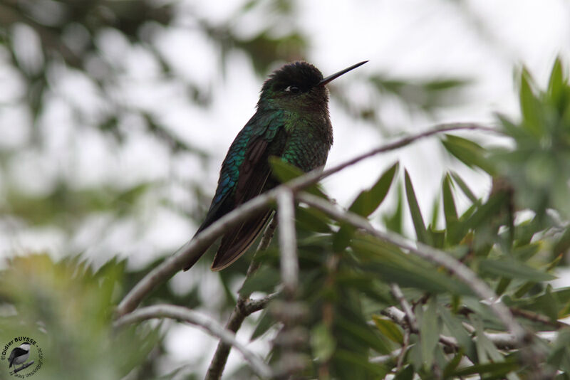 Colibri insigne mâle adulte, identification