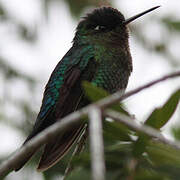 Fiery-throated Hummingbird