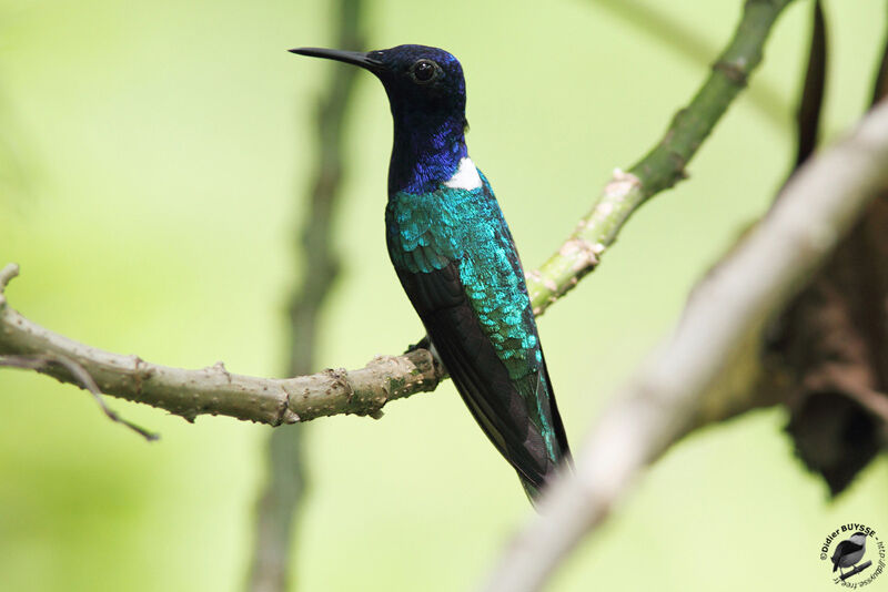 Colibri jacobin mâle adulte, identification