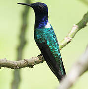 White-necked Jacobin