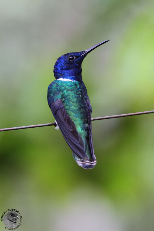 White-necked Jacobin male adult, identification