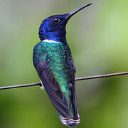 White-necked Jacobin