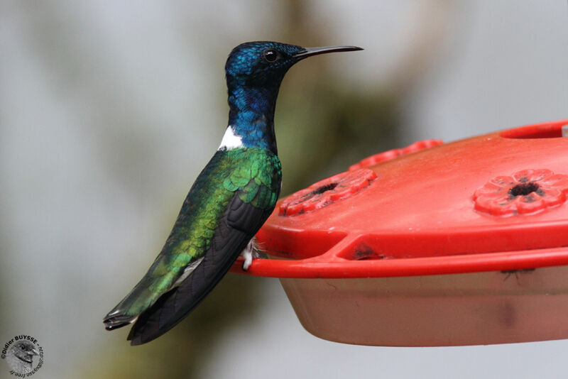 White-necked Jacobin male adult, identification