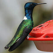 White-necked Jacobin