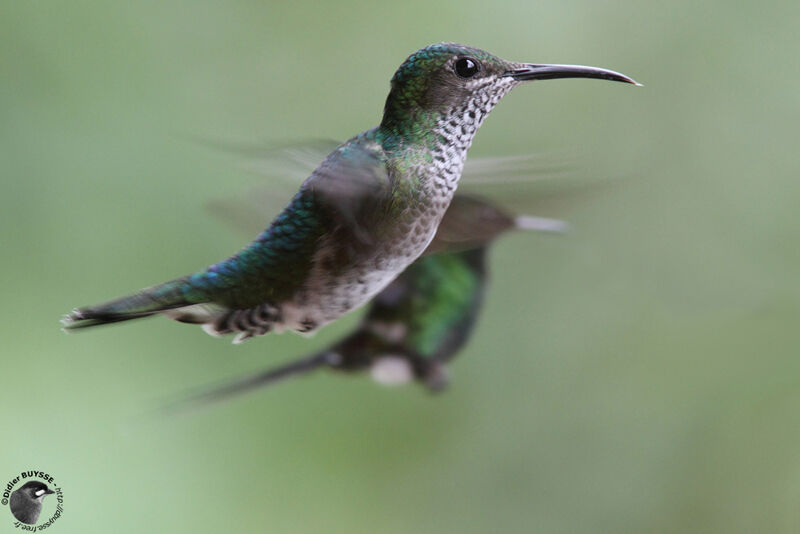 Colibri jacobin femelle adulte, Vol