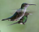 Colibri jacobin