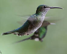 White-necked Jacobin