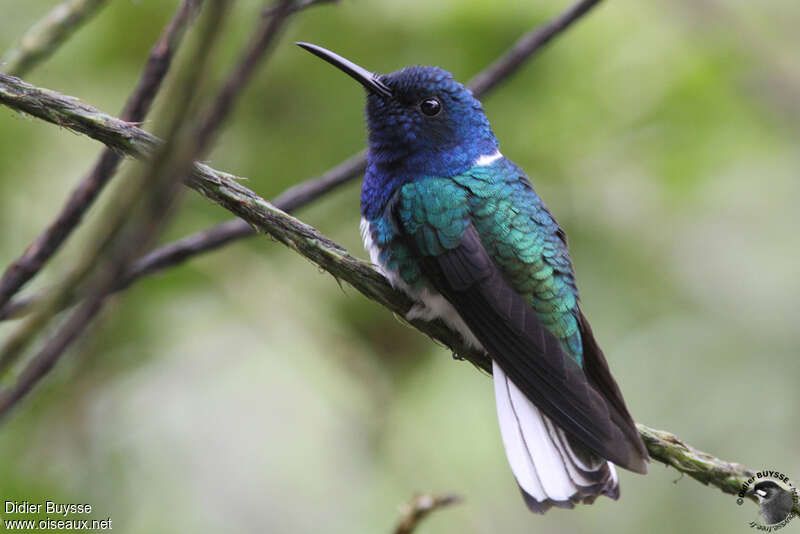 White-necked Jacobin male adult breeding, identification