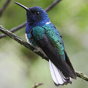 White-necked Jacobin