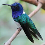 White-necked Jacobin