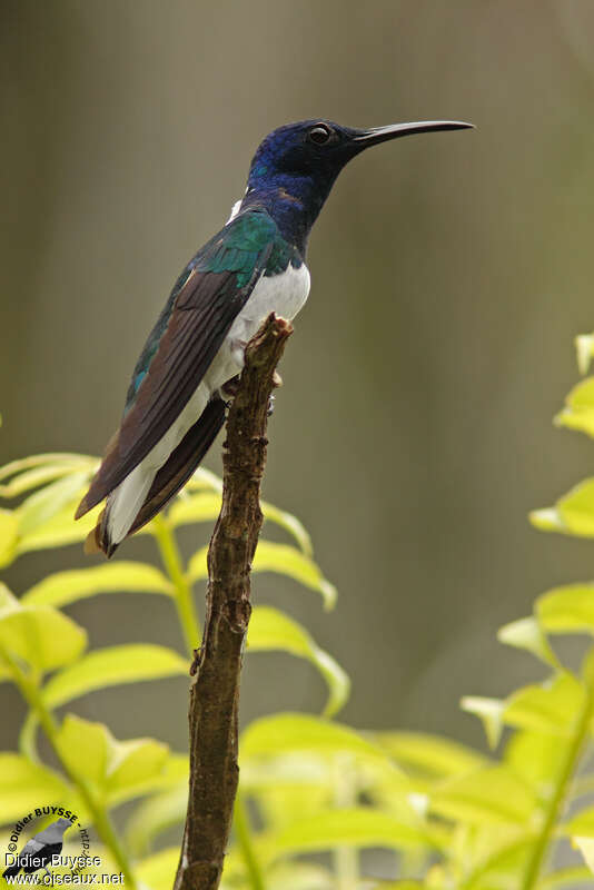 Colibri jacobin mâle adulte, identification