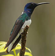 White-necked Jacobin