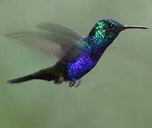 Violet-bellied Hummingbird (feliciana)