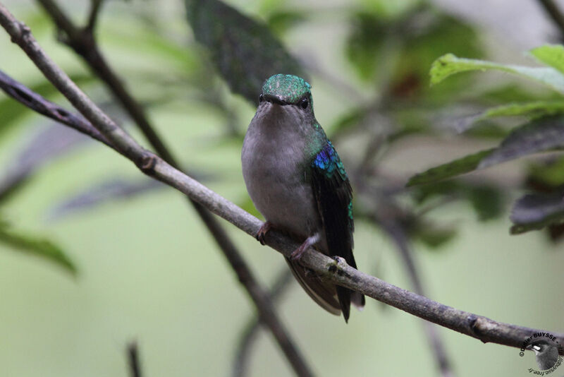 Colibri julie femelle adulte, identification