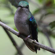 Violet-bellied Hummingbird (feliciana)