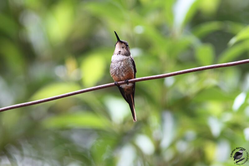 Magenta-throated Woodstar male immature, identification