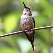 Magenta-throated Woodstar