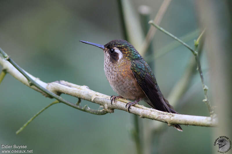 Speckled Hummingbirdadult, identification